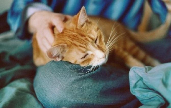 Как кошки проявляют любовь? 10 доказательств того, что ваш кот ОЧЕНЬ любит вас