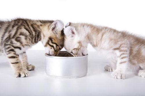 как котенка приучить к сухому корму полезные советы
