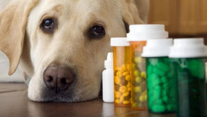 как лечить холецистит у собаки
