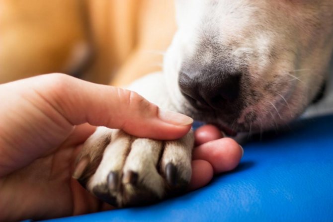 как лечить кашель у собаки