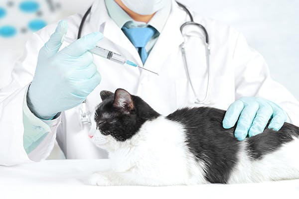 как лечить коронавирус у кошек