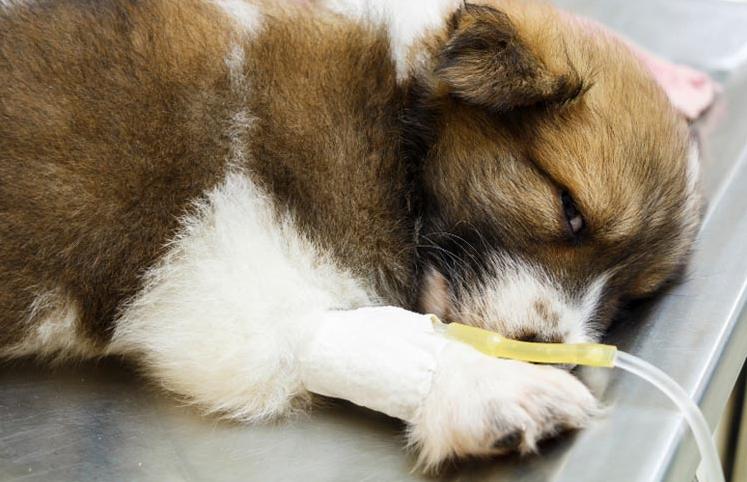 Как лечить короновирусный энтерит у собак