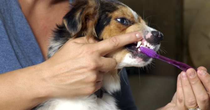 как лечить пародонтоз на зубахсобаки