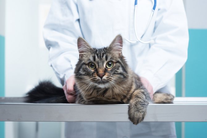 Как лечить пиелонефрит у кота