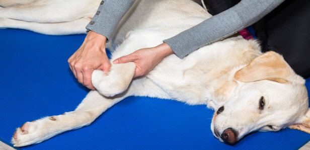 Как лечить судороги у собаки