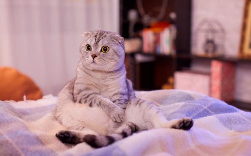 Как легко вывести запах кошачьей мочи с дивана в домашних условиях