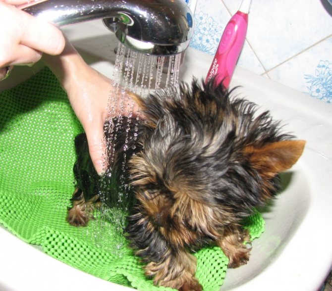 как мыть щенка йорка