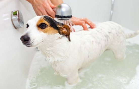 Как мыть собаку шампунем