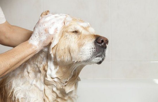 Как мыть собаку шампунем