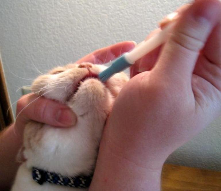 Как напоить кошку лекарством