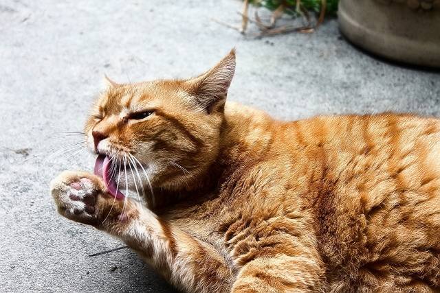 Как не заразится глистами от кошки