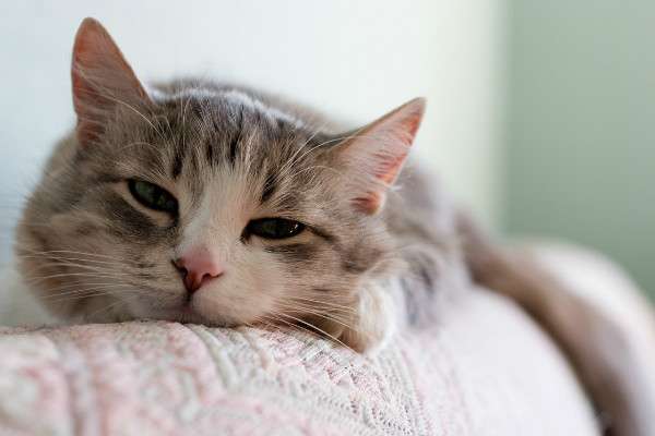 Как не заразиться токсоплазмозом от кошки