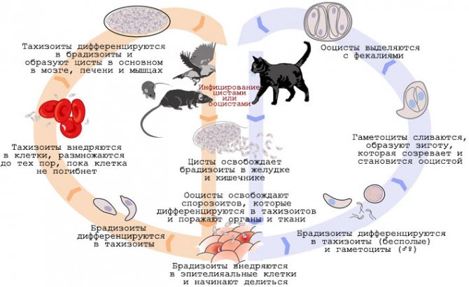Как не заразиться токсоплазмозом от кошки