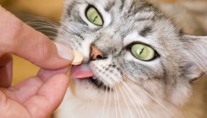 Как обнаружить глистов у кошки в домашних условиях и проглистогонить ее