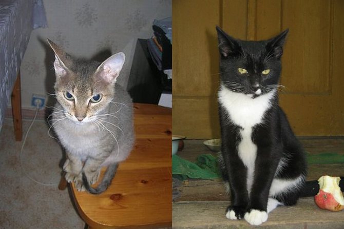Как отличить кота от кошки (50 фото): как узнать, определить пол, какие признаки, чем отличается котенок