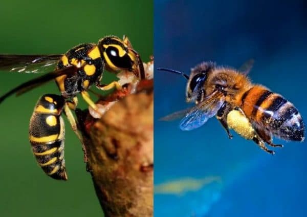 Как отличить пчел от ос по внешнему виду