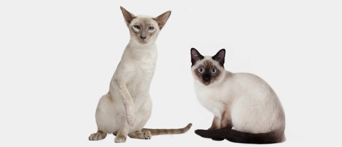 Как отличить тайскую кошку от сиамской