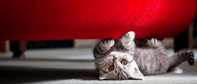 Как отучить кошку драть мебель