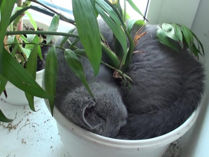 Как отучить кошку есть цветы