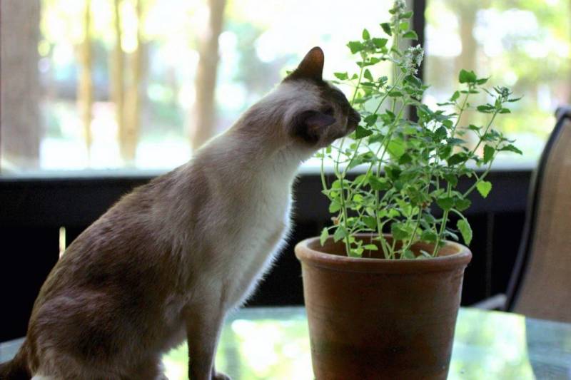 Как отучить кошку лазить в цветочные горшки?