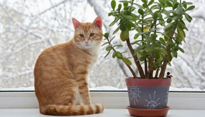 Как отучить кота есть цветы и комнатные растения