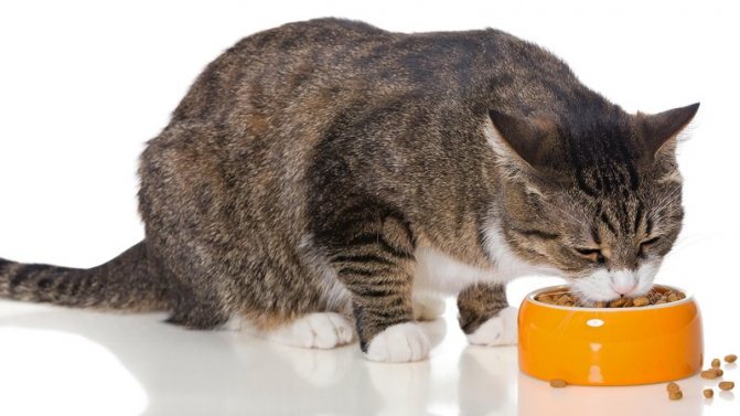 Как отучить кота от сухого корма правила перехода на другое питание