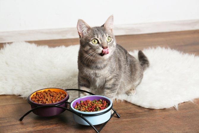 Как отучить кота от сухого корма правила перехода на другое питание