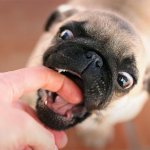 как отучить щенка кусаться