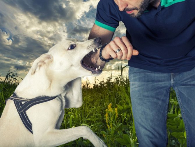 Как отучит щенка кусаться предрасположенного по породе