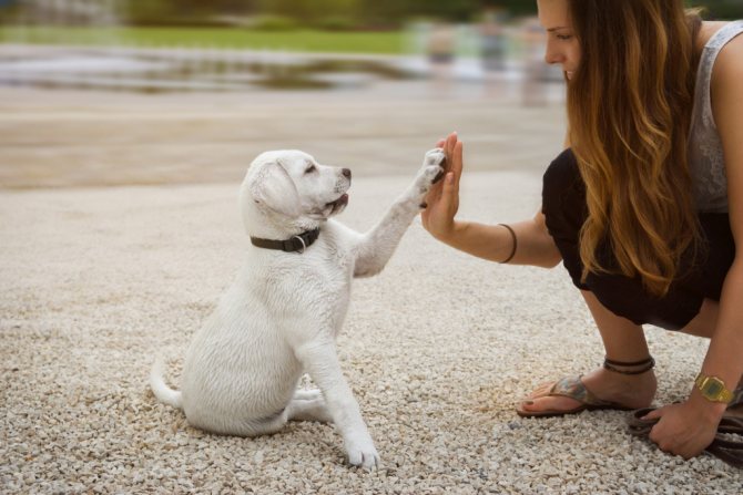 как отучить собаку гадить с помощью похвалы