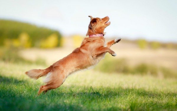 Как отучить собаку прыгать на людей от радости при встрече – способы