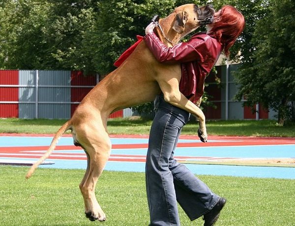 Как отучить собаку прыгать на людей от радости.