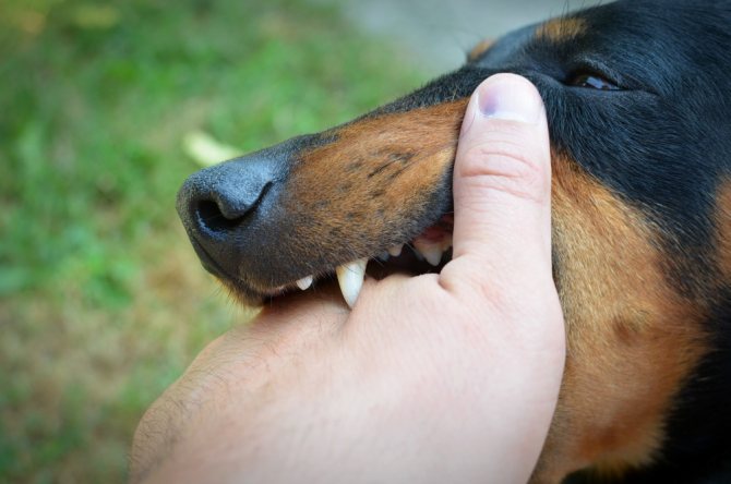 Как отучить взрослую собаку кусаться доминированием