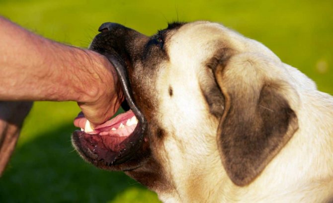 Как отучить взрослую собаку кусаться
