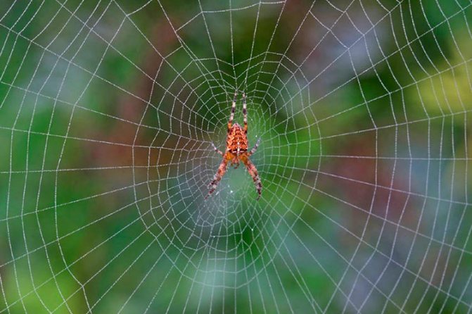 Как паук плетёт паутину?