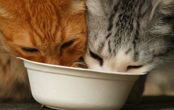 Как перевести кота на домашнюю еду, как приучить кошку есть все?