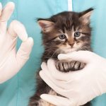 Как подготовить кота к операции