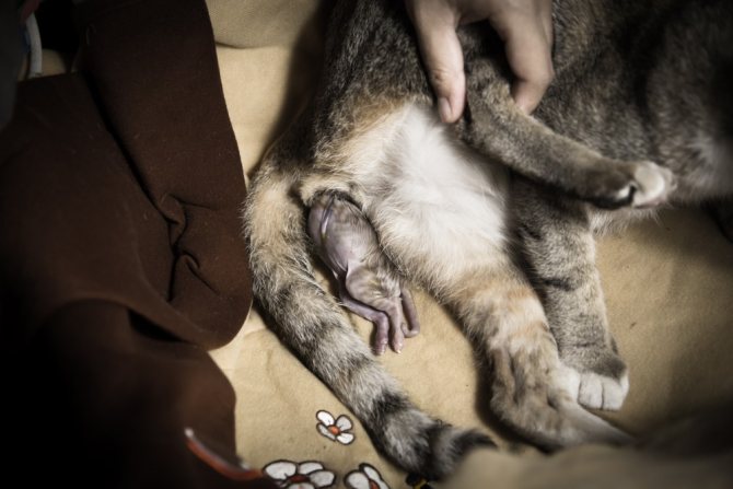 Как подготовить место для родов кошки - основные правила