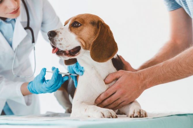 Как подготовить собаку к вакцинации