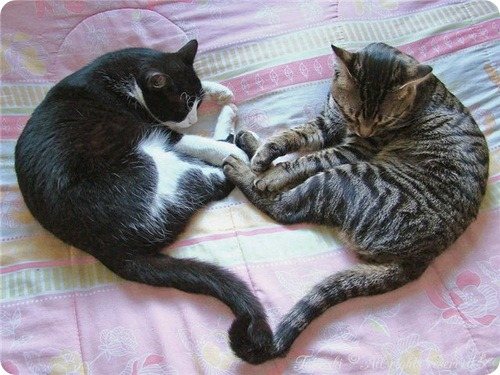 Как подружить двух кошек