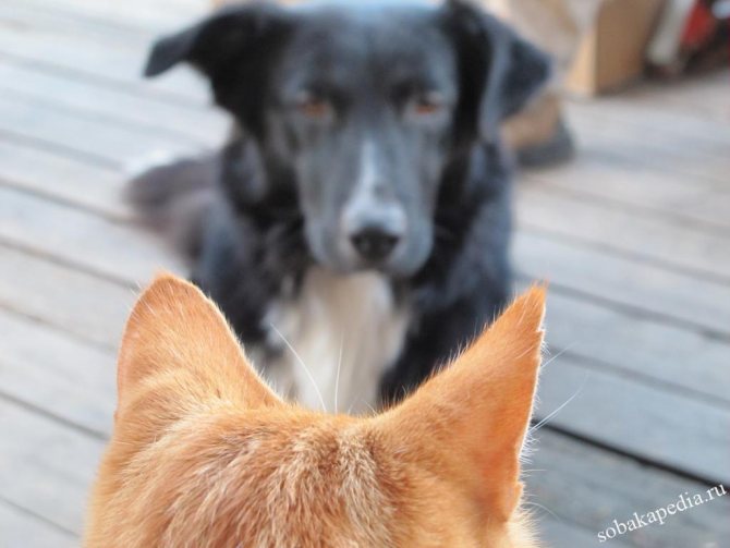 Как подружить кошку и собаку
