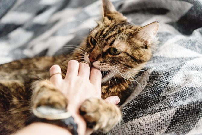 Как подружиться с котом - приручение кошки