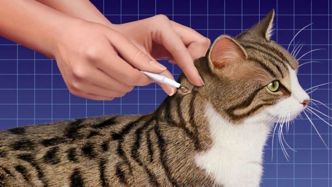 Как поить кошек лекарством