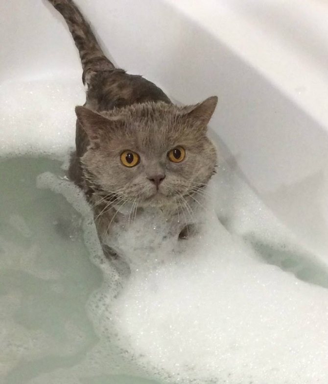 как помыть кошку если она боится воды