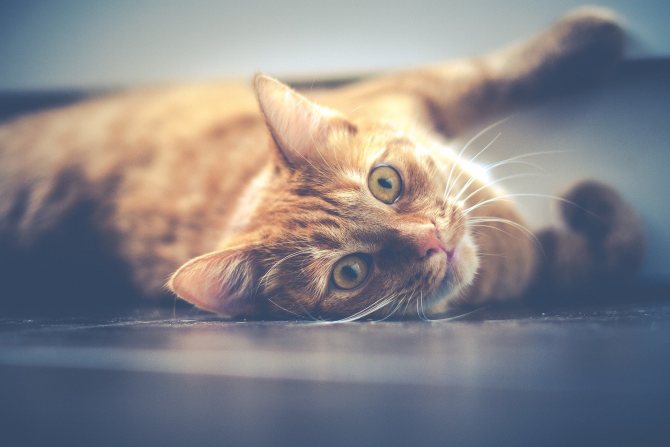 Как понять, что у кошки болит живот