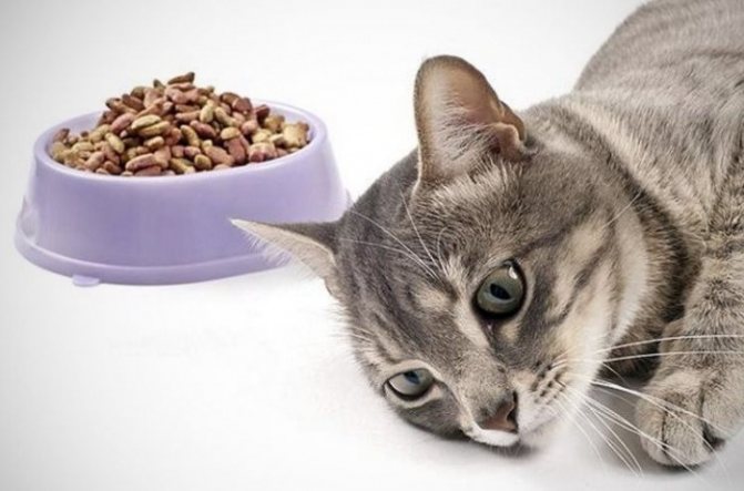 Как повысить аппетит у кошки