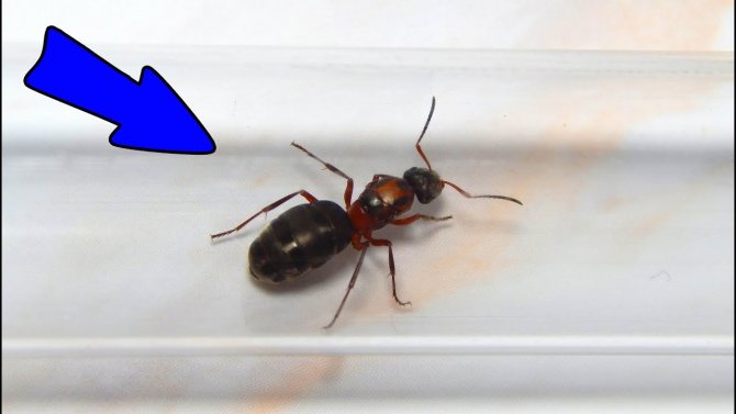Как появляется матка у муравьев