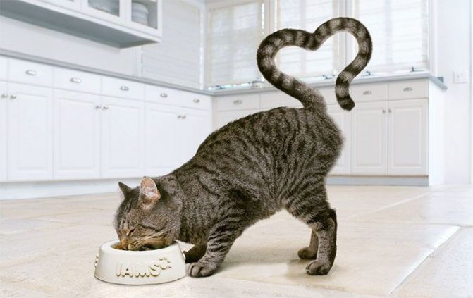 Как правильно кормить кошку? Правила кормления кошек