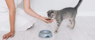 Как правильно кормить кошку влажным кормом: основные советы