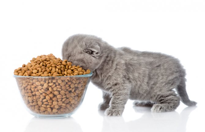 Как правильно кормить кошку влажным кормом: основные советы